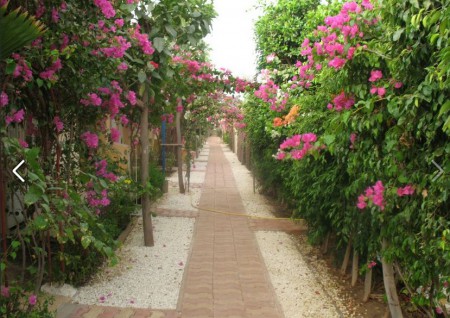 le charme des fleurs et des oiseaux...